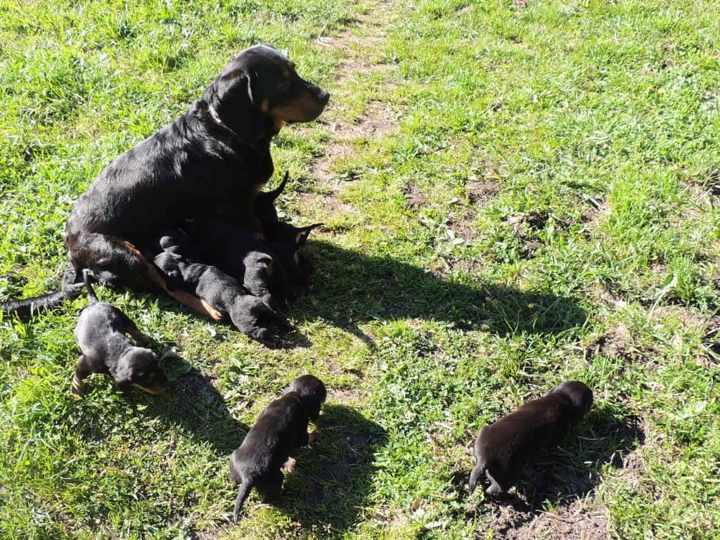 Chira vom Zirmegg mit ihren Welpen - Klub Dachsbracke 2019