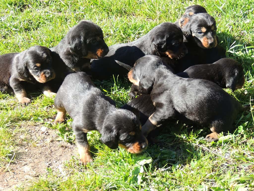 Welpen „von der Apriacheralm“ mit 4 Wochen - Klub Dachsbracke 2019