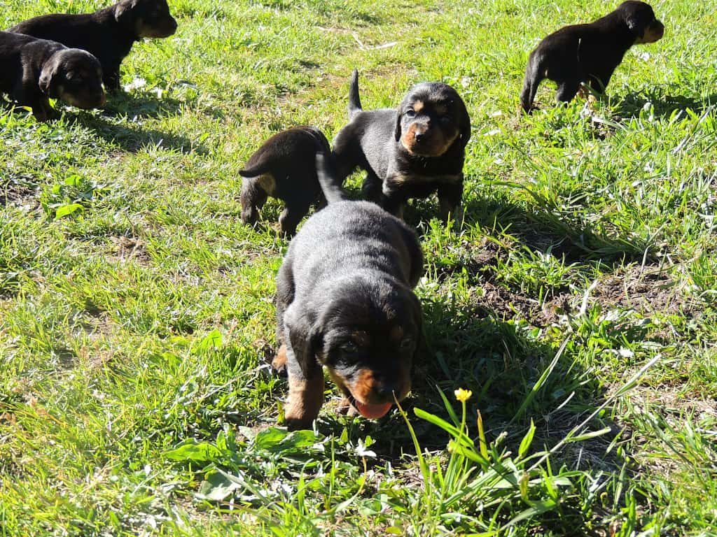 Welpen „von der Apriacheralm“ erkunden die Umwelt - Klub Dachsbracke 2019