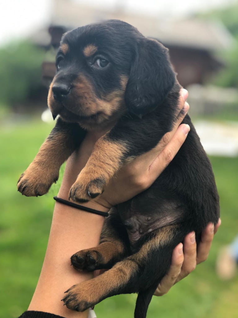 Welpen „von der Apriacheralm“ - Klub Dachsbracke 2019