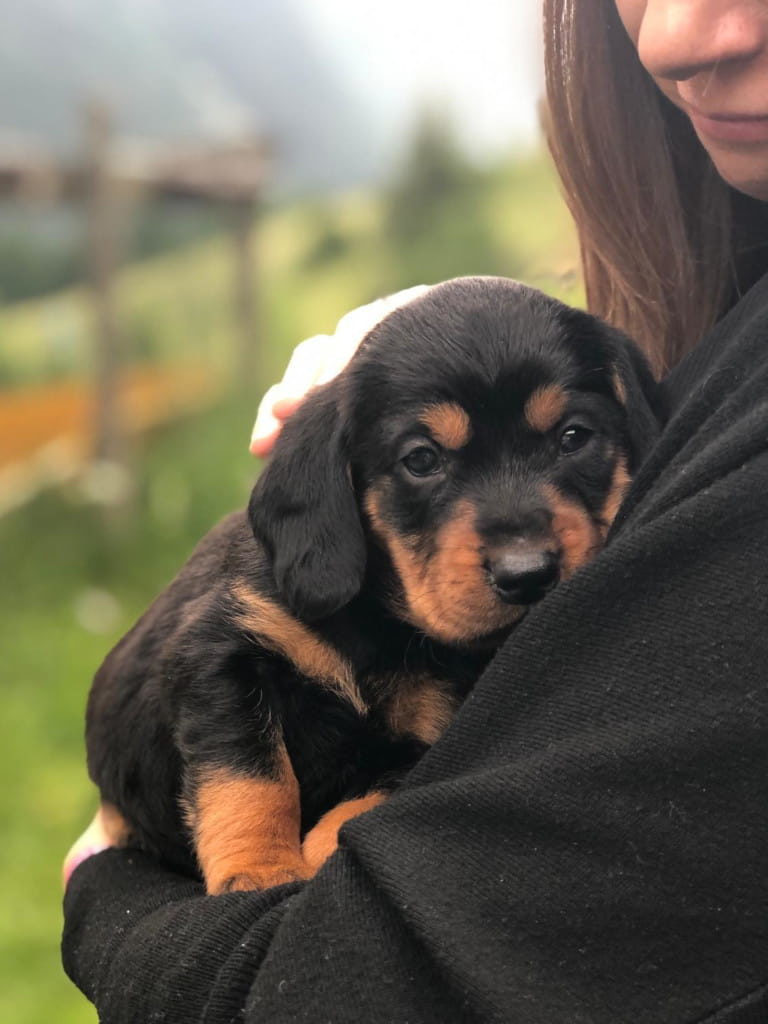 Welpen „von der Apriacheralm“ - Klub Dachsbracke 2019