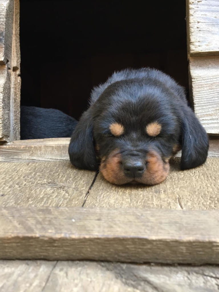 Ein Schläfchen in der Sonne - Klub Dachsbracke 2019