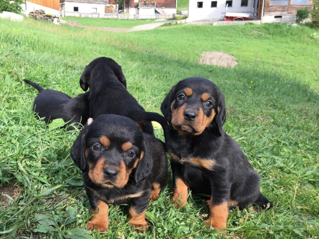 Welpen „von der Apriacheralm“ mit 6 Wochen - Klub Dachsbracke