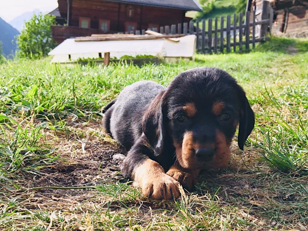 Ein genussvolles Bad in der Sonne - Klub Dachsbracke
