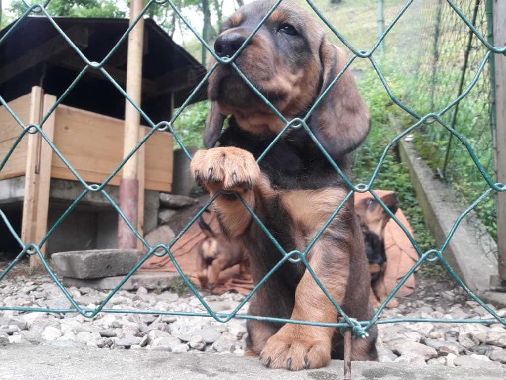Welpen aus dem Zwinger „vom Spatzberg“ - Klub Dachsbracke 2019