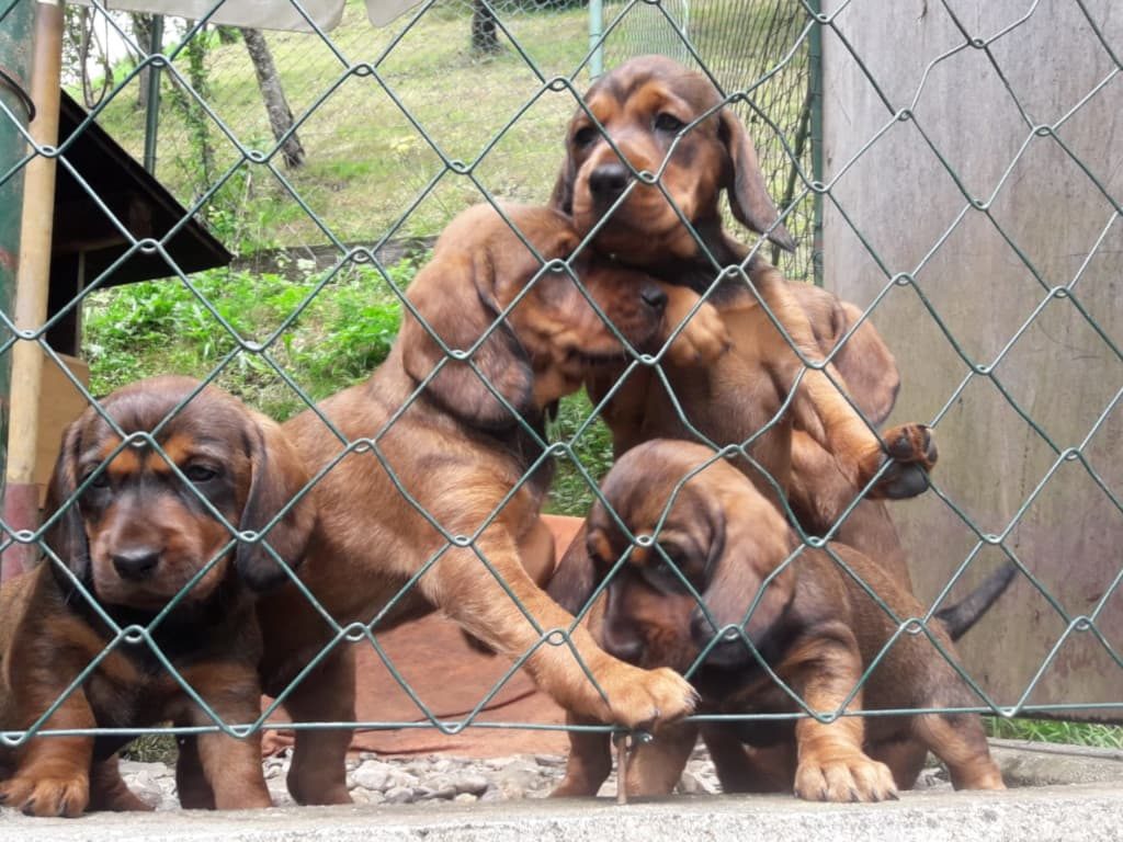 Welpen aus dem Zwinger „vom Spatzberg“ - Klub Dachsbracke 2019