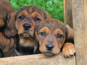 Und neugierig sind wir auch - Welpen „von der Pletzenwand“ – Klub Dachsbracke