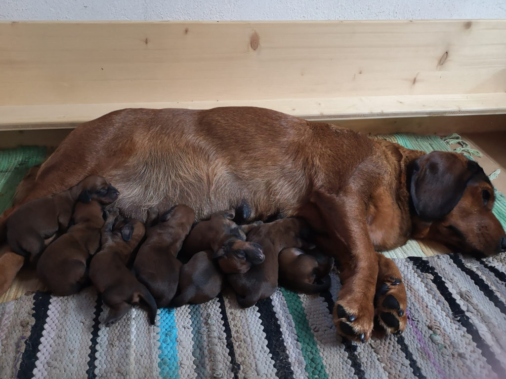 Gina vom Hühnerspiel mit ihren Welpen - Klub Dachsbracke 2019
