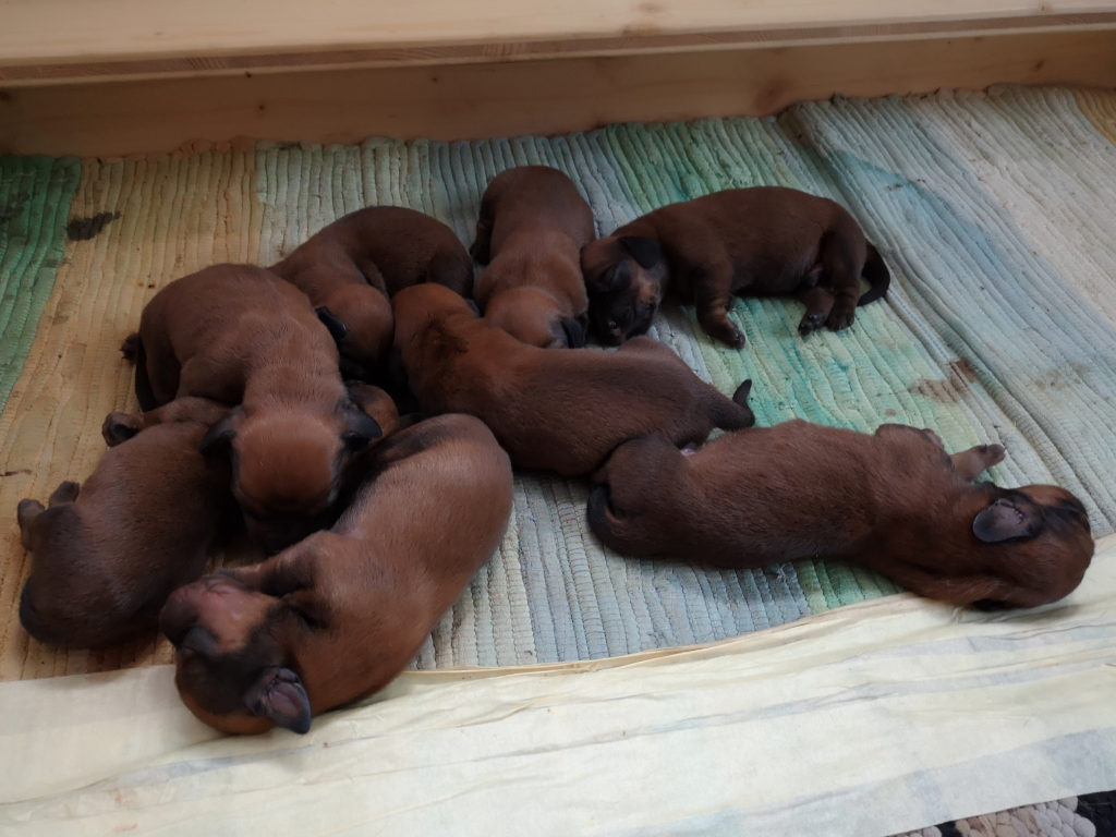 Welpen von Gina vom Hühnerspiel - Klub Dachsbracke 2019