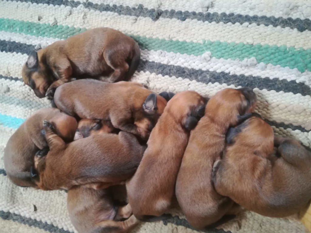 Welpen aus dem Zwinger „vom Kienbühel“ - Klub Dachsbracke 2019