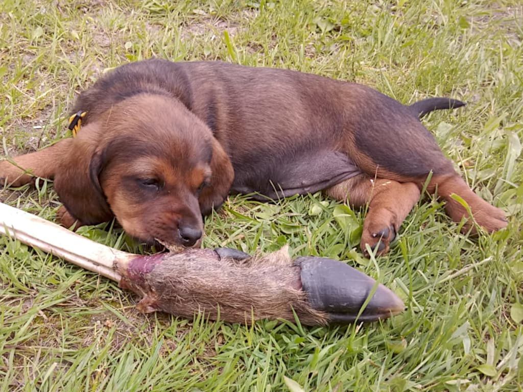 In der 5. Lebenswoche lernen wir den Geruch von Rotwild kennen - Klub Dachsbracke