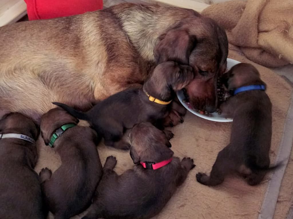 Mit knapp über 2 Wochen interessieren wir uns bereits für Welpenfutter - Mutter auch! - Klub Dachsbracke