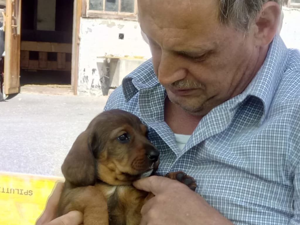 Wir lieben Streicheleinheiten von unserem Züchter - Klub Dachsbracke