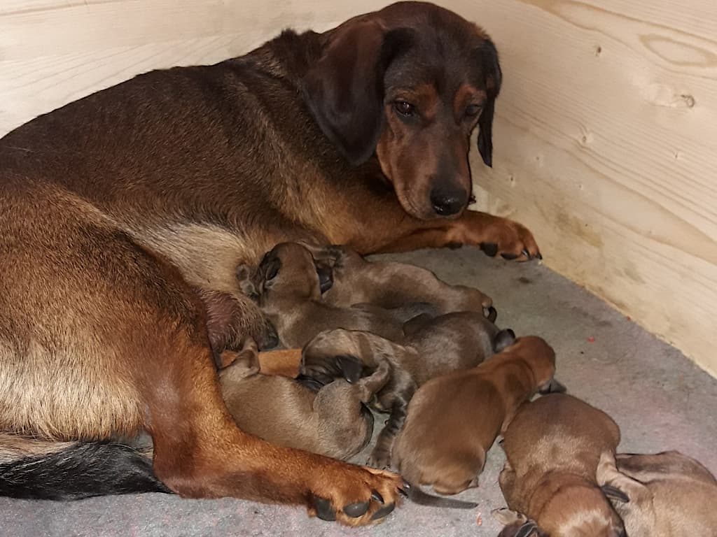 Ebby von den Hadenboden mit ihren Welpen - Klub Dachsbracke 2019