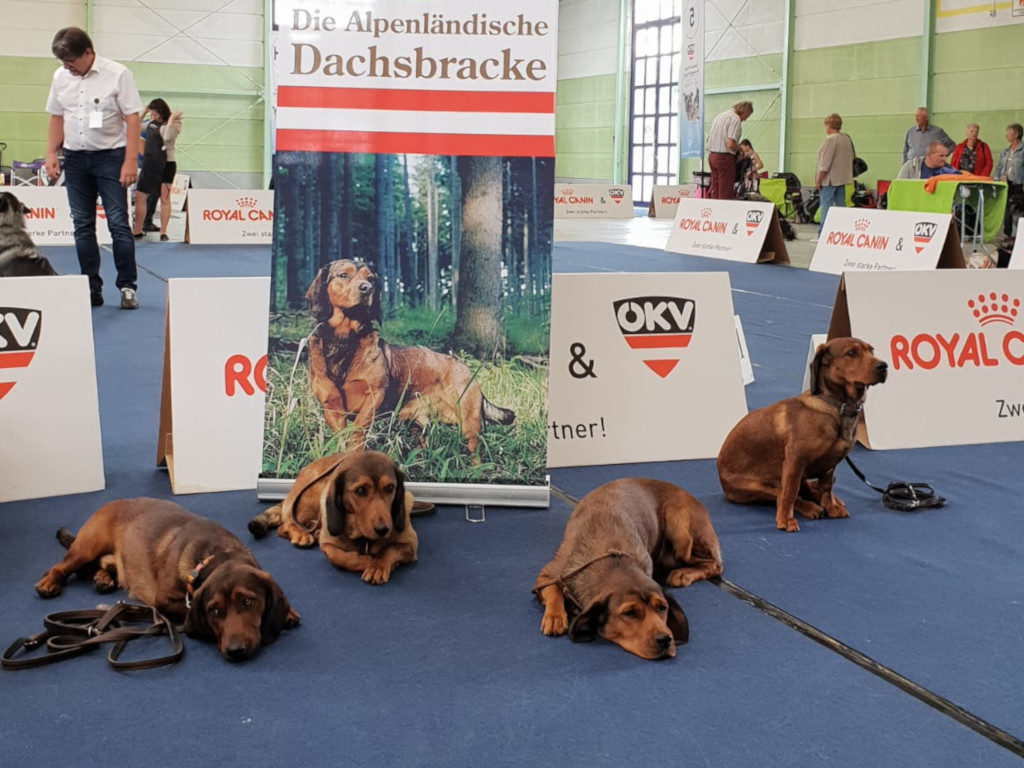 Geduldiges Warten auf das Richten - Internationale Hundeausstellung 2019 in Oberwart – Klub Dachsbracke