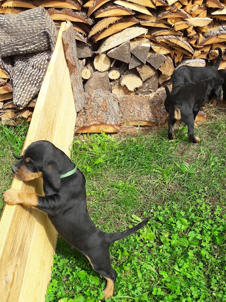 Jagdhundewelpen aus dem Zwinger „vom Fuchsbichl“ in der 6. Woche - Klub