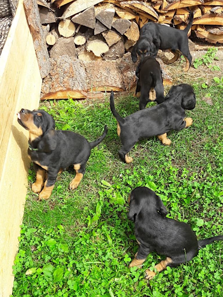 Jagdhundewelpen aus dem Zwinger „vom Fuchsbichl“ in der 6. Woche - Klub