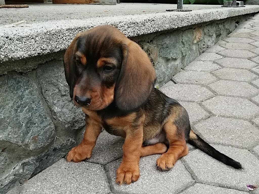 Ein Rüde aus dem Zwinger „vom Spatzberg“ - Klub Dachsbracke 2019
