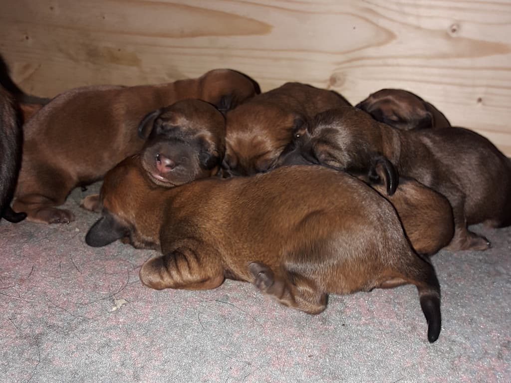 Welpen von Ebby von den Hadenboden - Klub Dachsbracke 2019