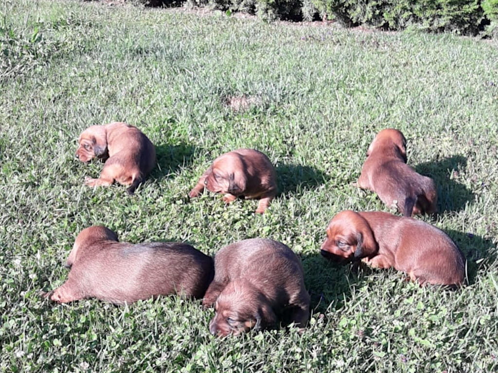 Ein Bad in der Sonne - Klub Dachsbracke 2019