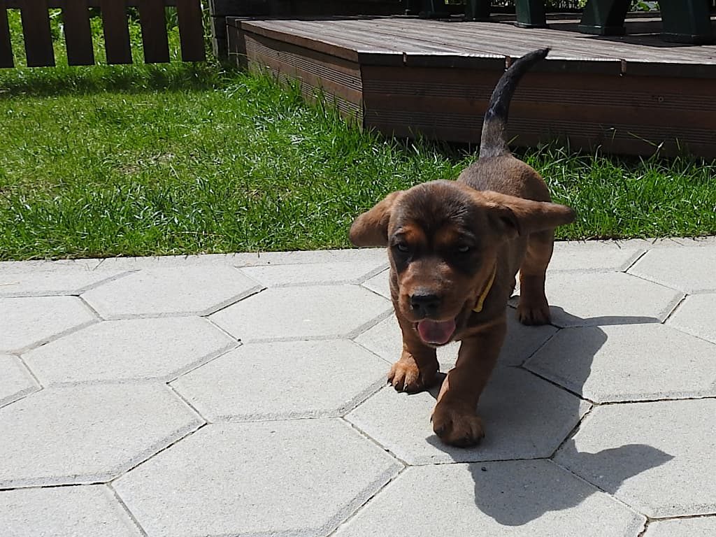 Heute kommt Dr. Urak zur Welpenabnahme ...