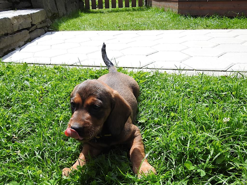 ... da drücke ich mich doch lieber in die Wiese