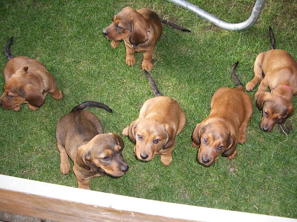 In der 8. Lebenswoche - Welpen „vom Hemmaboden“ - Klub Dachsbracke 2019