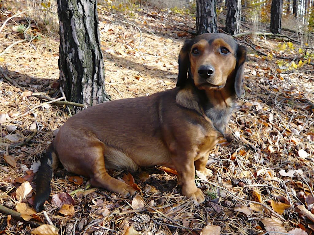 Zuchthündin - Cora vom Seidlhof – Klub Dachsbracke