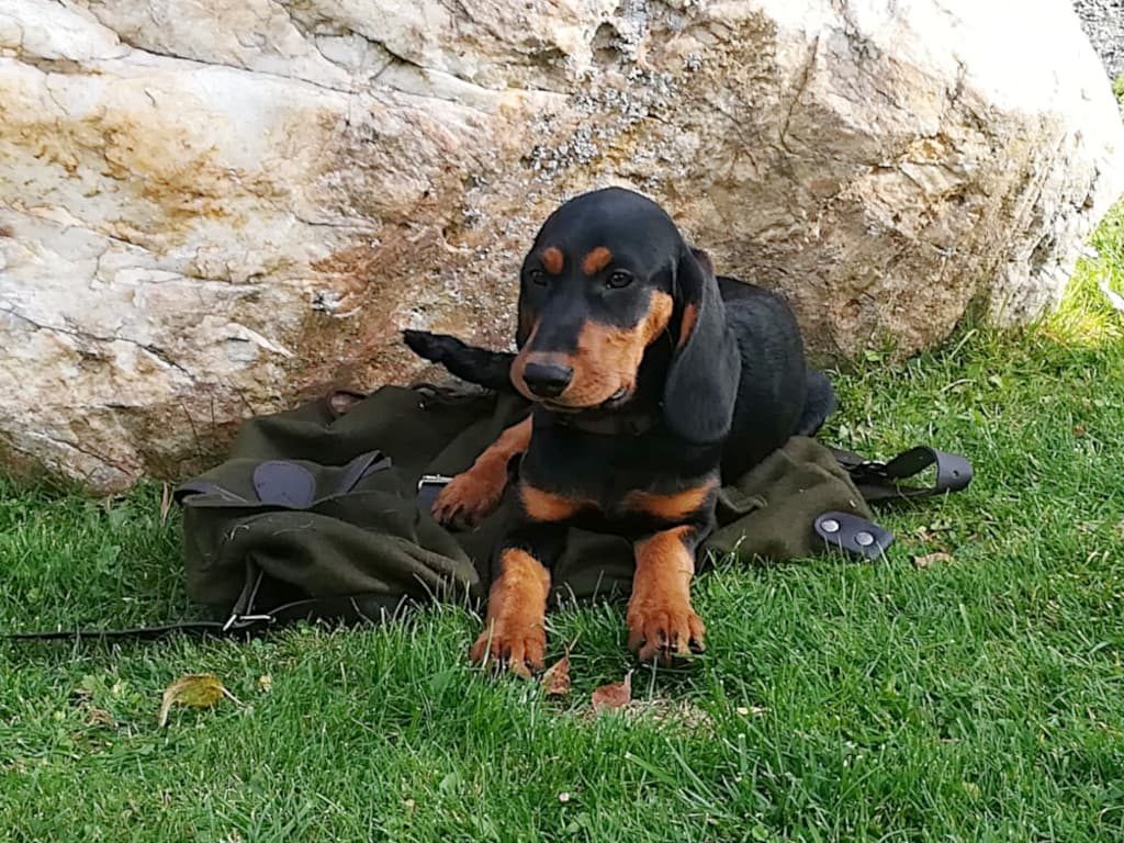 Zwei Hündinnen sind noch zu vergeben - Zwinger „vom Fuchsbichl“ - Klub Dachsbracke 2019