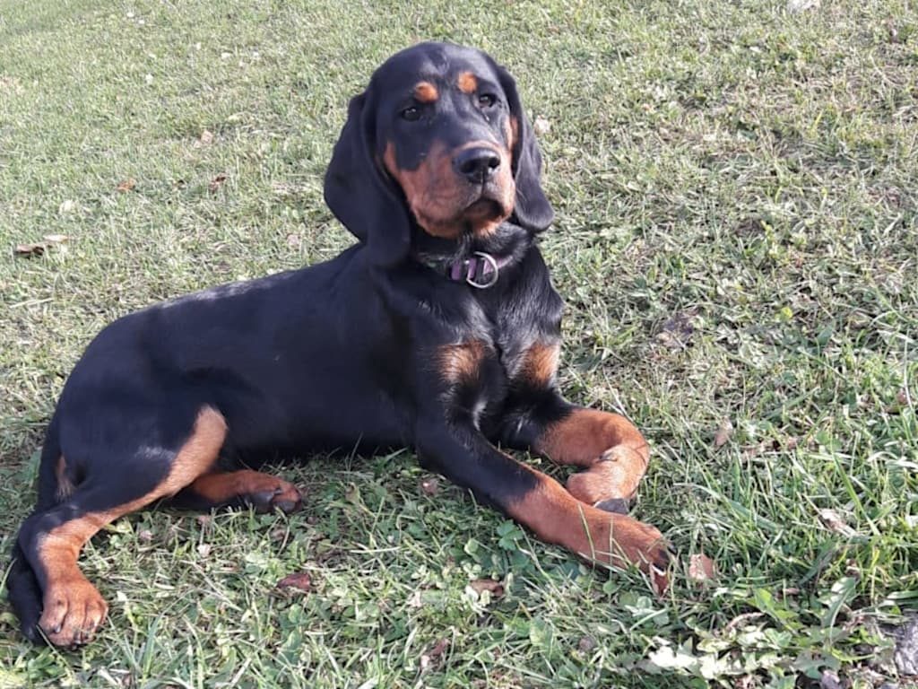 Ich suche noch eine jagdliche Herausforderung - Zwinger „vom Fuchsbichl“ - Klub Dachsbracke 2019