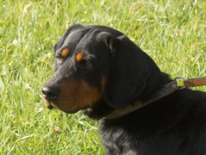 Jagdhund - Rudi vom Feistritzgraben - Klub Dachsbracke - 2021