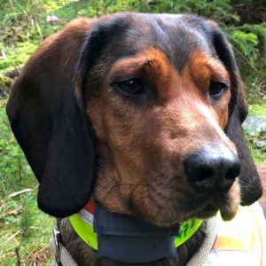 Ajka von schwarzem Gift - Klub Dachsbracke 2021