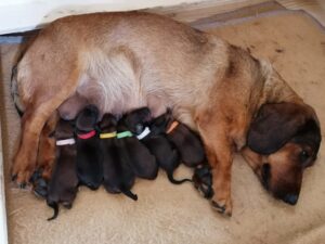 Jessi von der Schlossherrnalm mit ihren Welpen - Klub Dachsbracke 2021