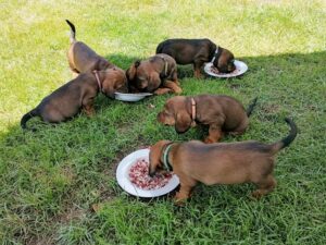 Welpen von Jessi von der Schlossherrnalm - Klub Dachsbracke 2021