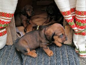 Welpen aus dem Zwinger „von der Stockerwand“ - Klub Dachsbracke 2021