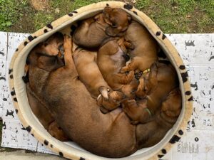 Ajka von schwarzem Gift mit ihren Welpen - Klub Dachsbracke 2021